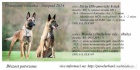 Belgick ovk - Malinois s pp