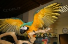 P�r kr�sn�ch papou�ek papou�k�  