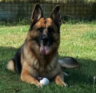 N�meck� ov��k - chovn� fena