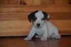 jack russell terier