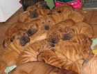 �arpej,  shar-pei, sharpei