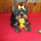 jork��rsk� terier s pp.pejsci