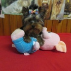 jork��rsk� terier s pp.pejsci