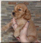 Anglick� kokr�pan�l s PP