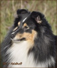Sheltie s PP
