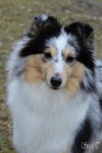 Sheltie s PP