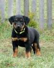 Beauceron �t���tka s PP