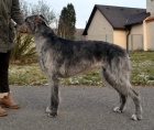 irsk� vlkodav - �t��ata s PP