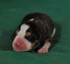 B�gl - �t��ata s PP