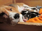 Beagle - B�gl - �t��ata s PP