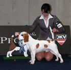 Beagle - B�gl - �t��ata s PP