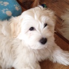 �t�n�tka Coton de Tule�r! 