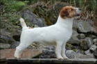 Jack Russell teri�r