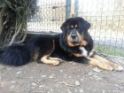 Tibetsk� doga s PP v�born� hl�da�!