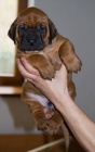 Django - rhod�sk� ridgeback s PP