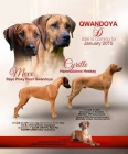 Django - rhod�sk� ridgeback s PP