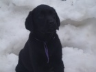 Labradorsk� retr�vr-�ern� �t�n�tka s PP
