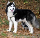 3.let� modrook� Husky ke kryt�