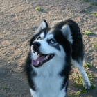 3.let� modrook� Husky ke kryt�