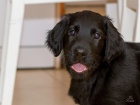 �t�n� Flat Coated Retrievera
