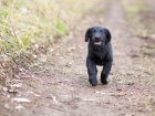 �t�n� Flat Coated Retrievera