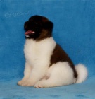 Americk� Akita s PP