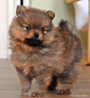 Mal� n�meck� �pic s PP