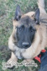 Belgick ovk MALINOIS s PP