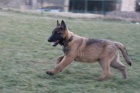 Belgick ovk MALINOIS s PP