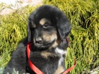 Tibetsk� doga s PP