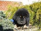 Tibetsk� doga s PP