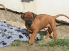 Rhod�sk� ridgeback - �t���tka s PP