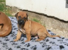 Rhod�sk� ridgeback - �t���tka s PP