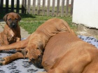 Rhod�sk� ridgeback - �t���tka s PP