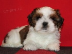 Shih-tzu, �i-tzu �t���tka s PP