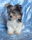 Biewer yorkshire terrier - ttka s PP