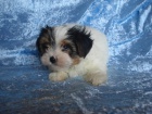 Biewer yorkshire terrier - ttka s PP