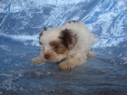 Biewer yorkshire terrier - ttka s PP