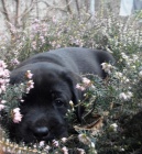 �t��ata labradorsk�ho retrievera