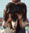 �t���tka Tibetsk� dogy s PP