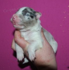 Border kolie - �t��ata