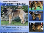 �t��ata Leonberger