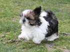 Shih-tzu, �i-tzu �t���tka s PP