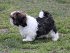 Shih-tzu, �i-tzu �t���tka s PP