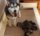 Chovatelsk� stanice od Petrov�ch kamen� prod� �t��ata Alja�sk�ch malamut� narozen� 27. b�ezna 2015