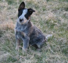 Australsk� hon�ck� pes