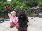 Briard �t���tka