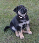 �t���tka n�meck�ho ov��ka