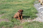 Vymazlen� �t���tka Rhod�sk� Ridgeback s PP