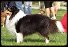 Nab�z�m ke kryt� psa Sheltie